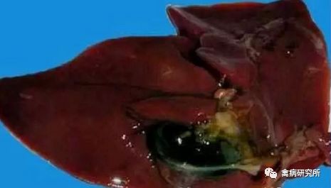 小鹅瘟发病视频,小鹅苗近期生病是什么原因