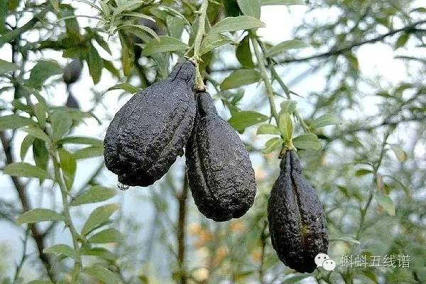 世界十大难吃水果,世界最坑人水果