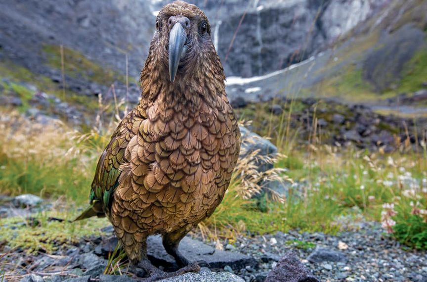遇到野牛该如何保护自己,遇到美洲野牛怎么办