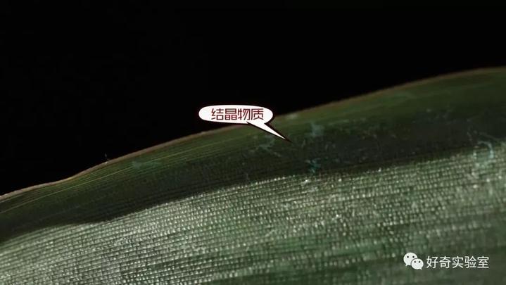 粽叶绿的有点蓝还很软正常吗,鲜绿的粽叶安全吗