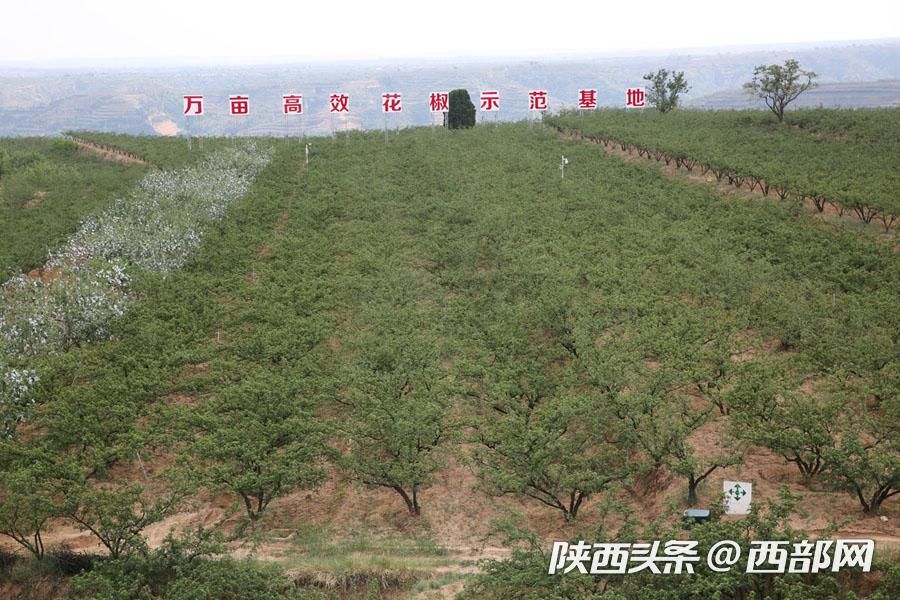 韩城花椒产业有哪些,花椒致富视频