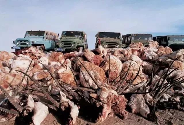 这一回，用了86年的“鳄鱼logo”再次被换，只为保护濒危动物！网友：这是2019年最棒的公益