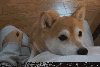 十大最忠诚的狗狗排行榜,十大最好养最忠诚的狗狗