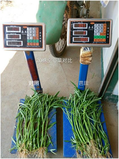 不惧和不怕有什么区别,芭田冠状肥使用方法