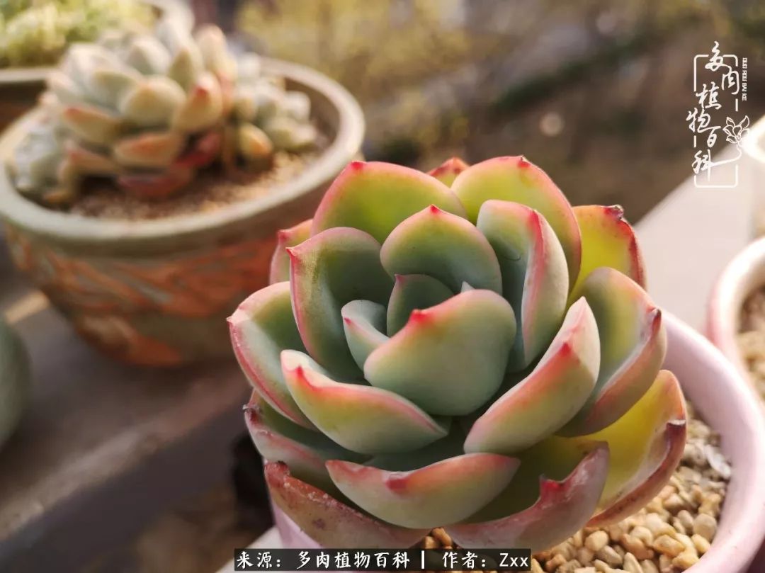 多肉怎么才能养得又美又胖,多肉的特点20个字