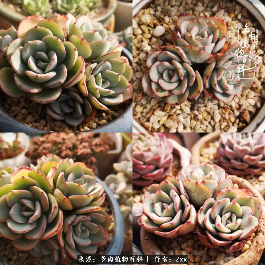 多肉怎么才能养得又美又胖,多肉的特点20个字