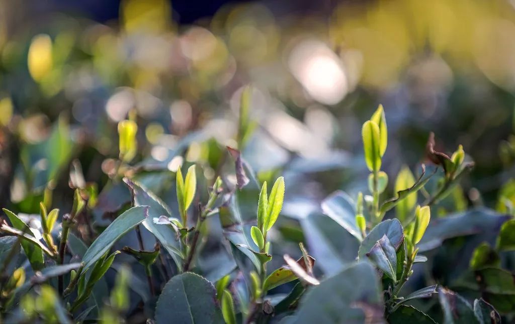 痛风福利重磅来袭,免费领取痛风礼物
