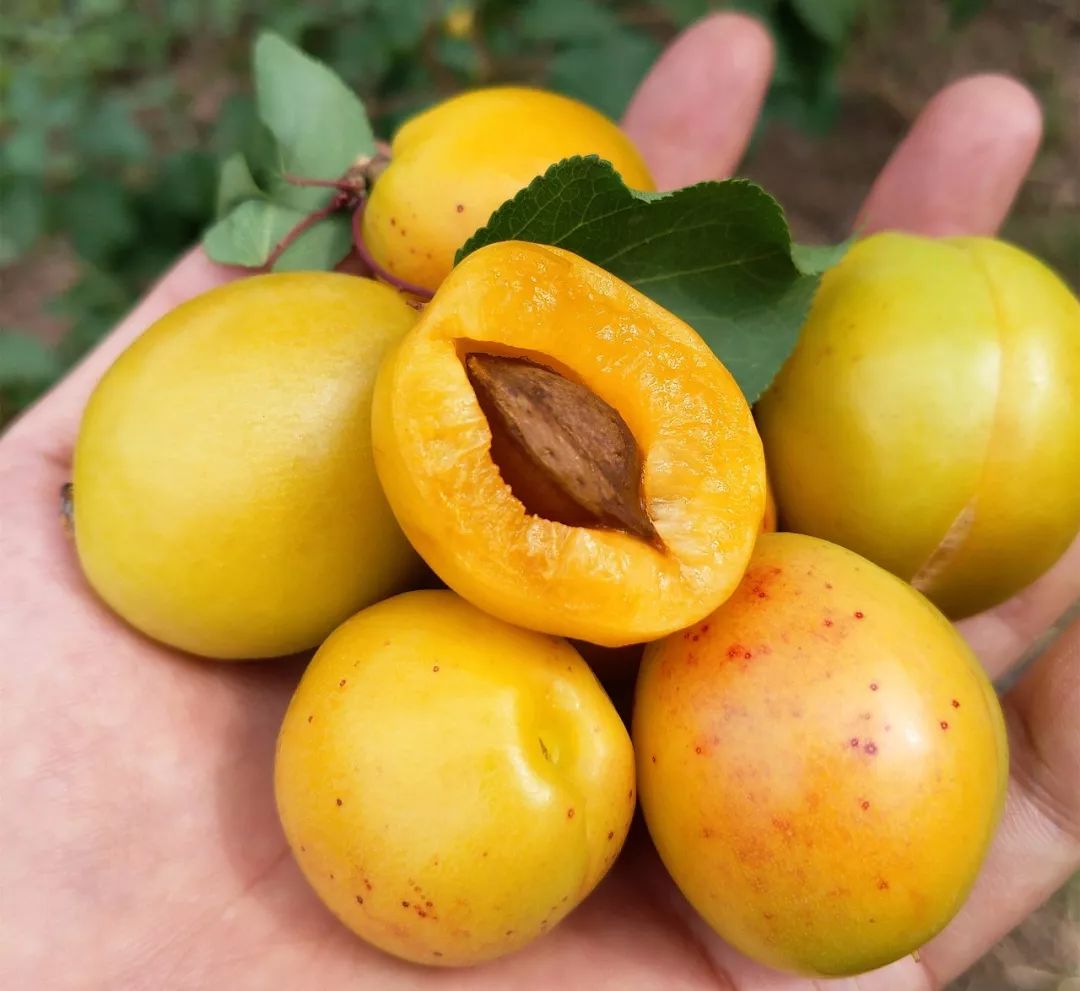 果期仅15天，*安泰**半野生珍珠杏！一口咬下满满桂花香，从牙齿蜜甜到腰！|吃货精选