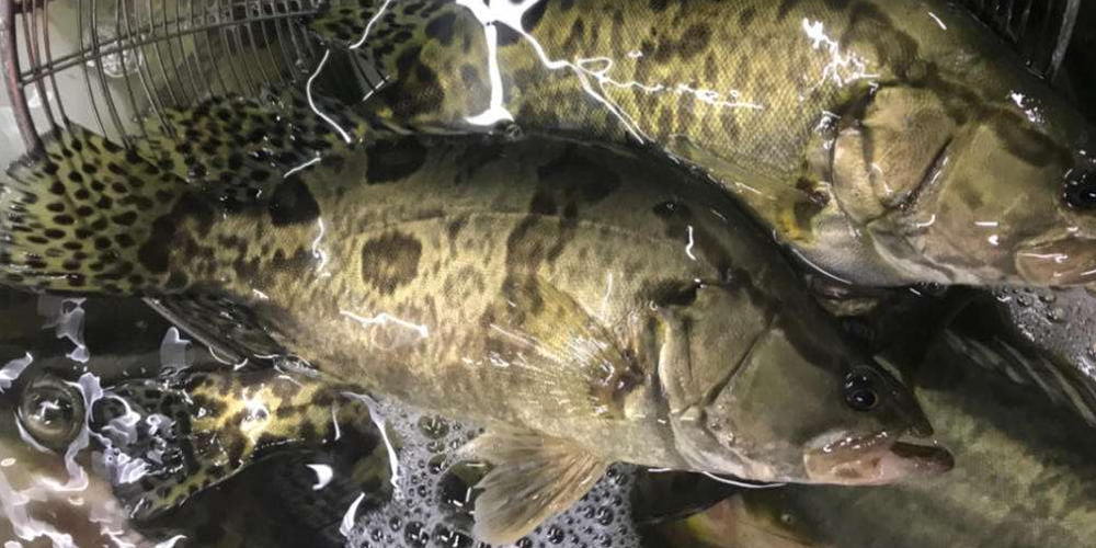 鳜鱼回收价,长期大量收购桂鱼