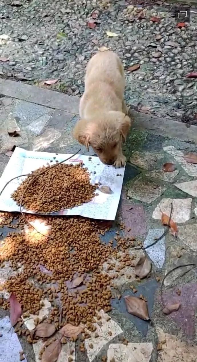 小狗狗疑似犬瘟,长沙被遗弃的狗狗