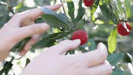 今年的杨梅哪里有采摘的,端午节摘杨梅的地方