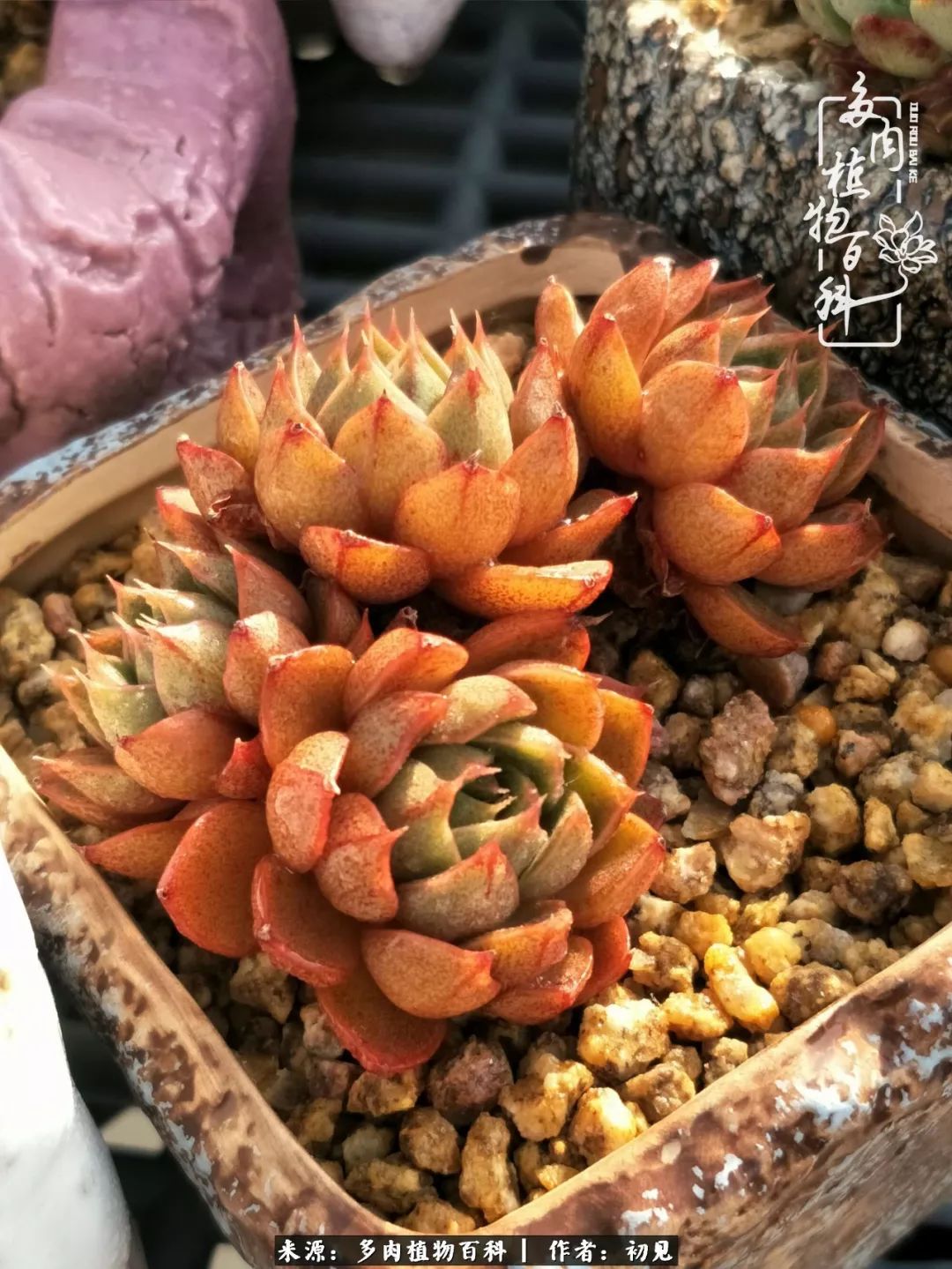 紧张的高三生活也需要适度的放松,紧张焦虑高考