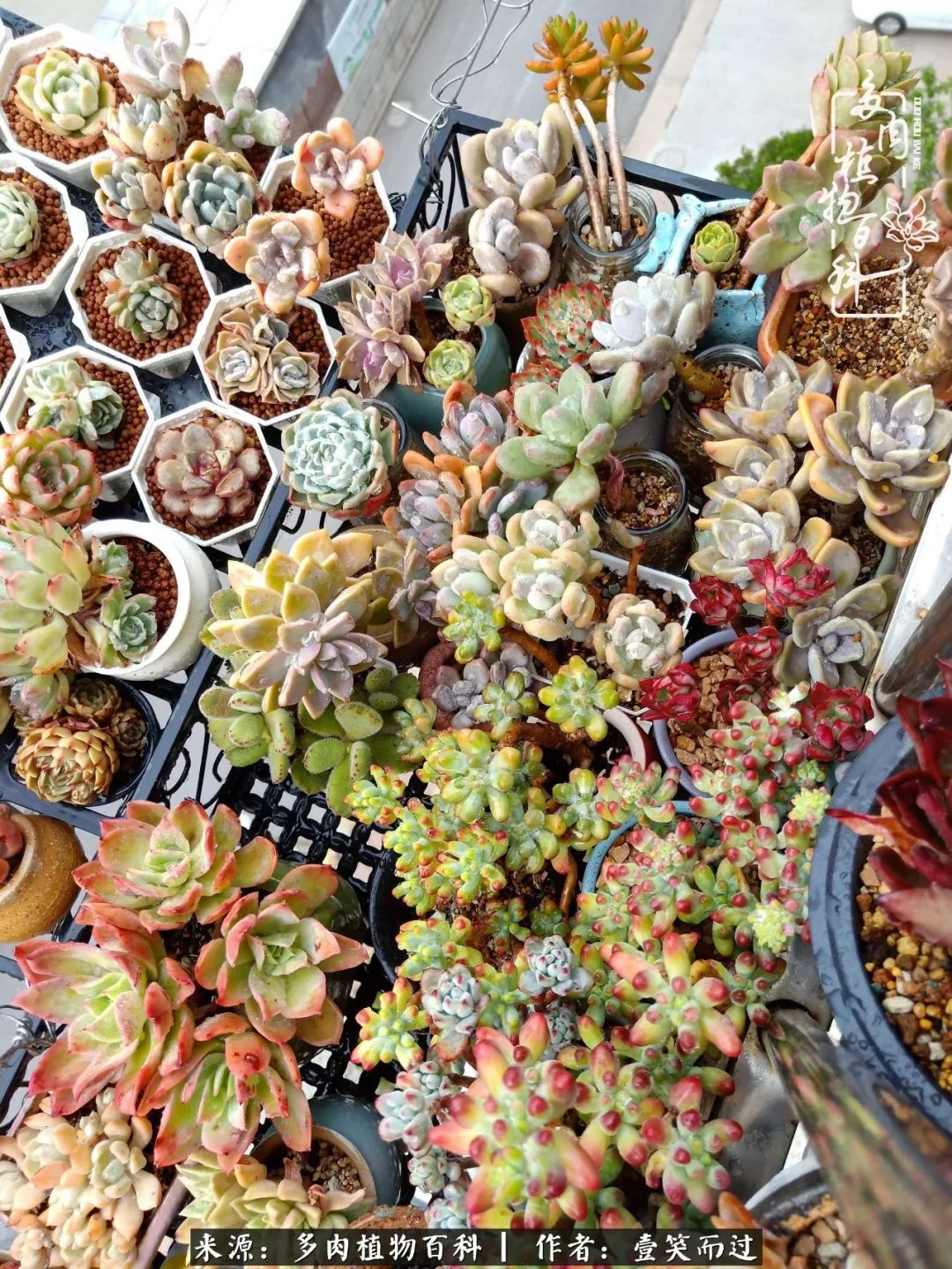 跌入神坛的多肉,跌入凡间的精灵舞蹈完整版