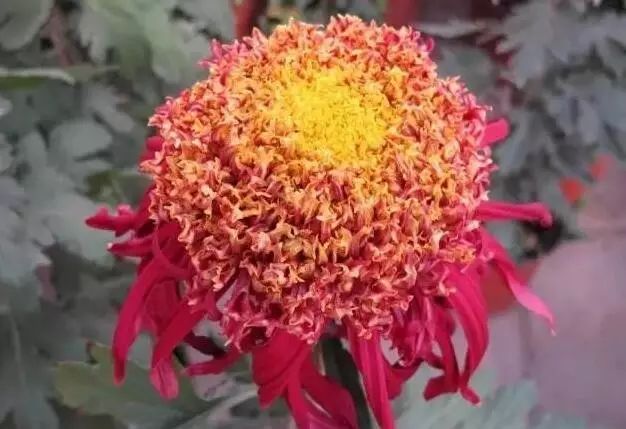 80种最美菊花高清图片,最具欣赏价值的菊花