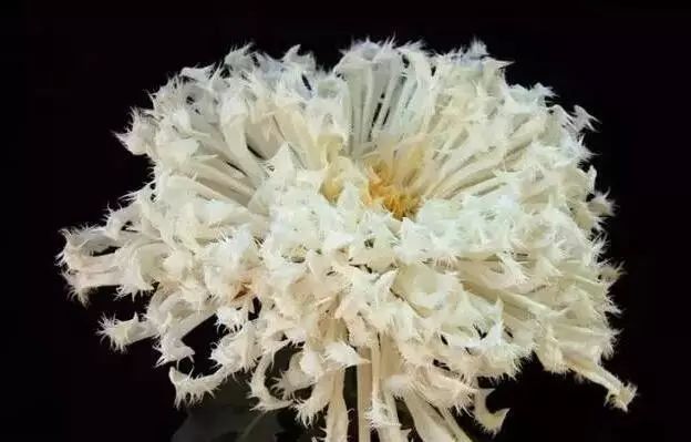 80种最美菊花高清图片,最具欣赏价值的菊花