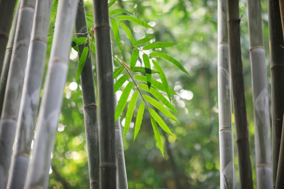夏天最美十首诗词,100首入夏诗词带你清凉一夏