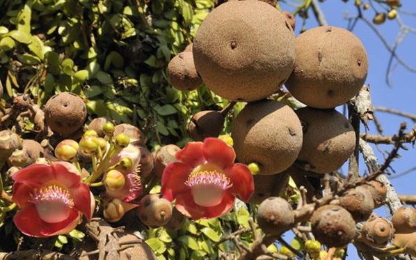 纳尼有假的吗,世界上真的有炮弹树吗