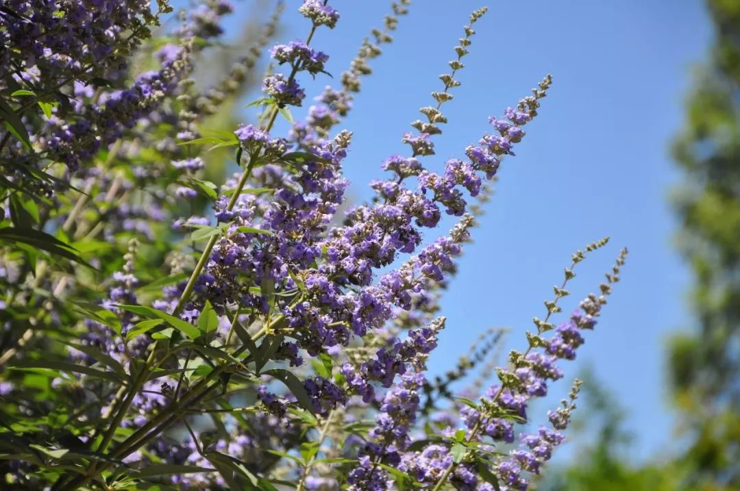 薰衣草怎么养开花图片,薰衣草门廊月季耐热耐寒吗