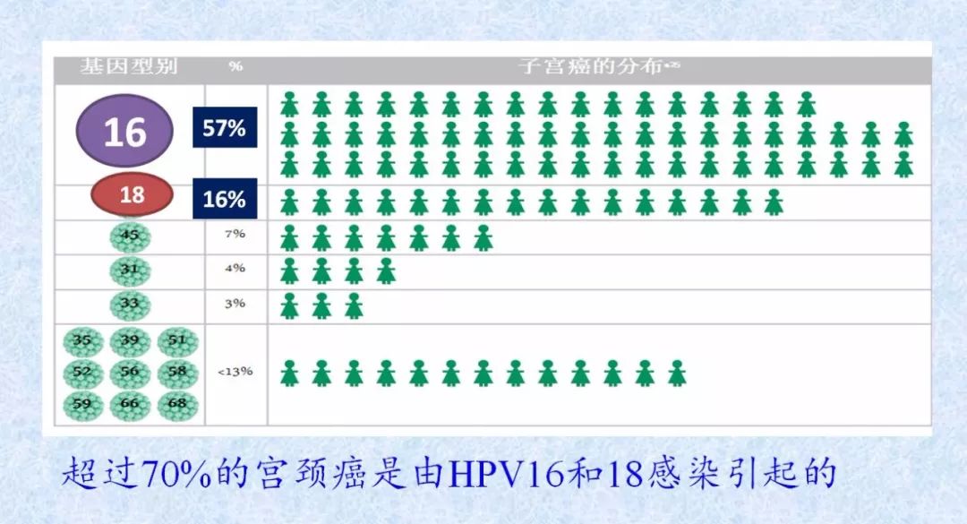 公鸡中的战斗机---人乳头瘤病毒16型（HPV16）