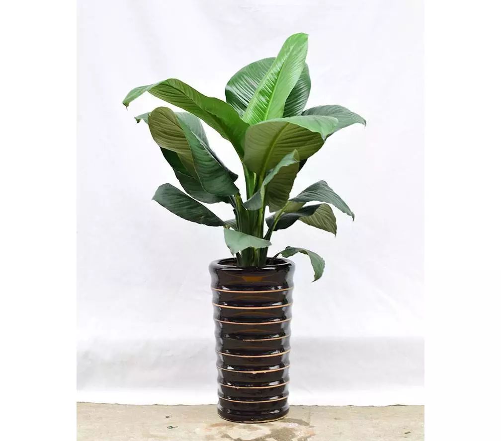 吸甲醛最快最有效的植物排名第一,吸甲醛最快最有效的植物排名