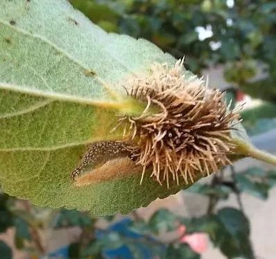 《12316三农热线》红红的脸蛋长斑啦，该咋整啊~