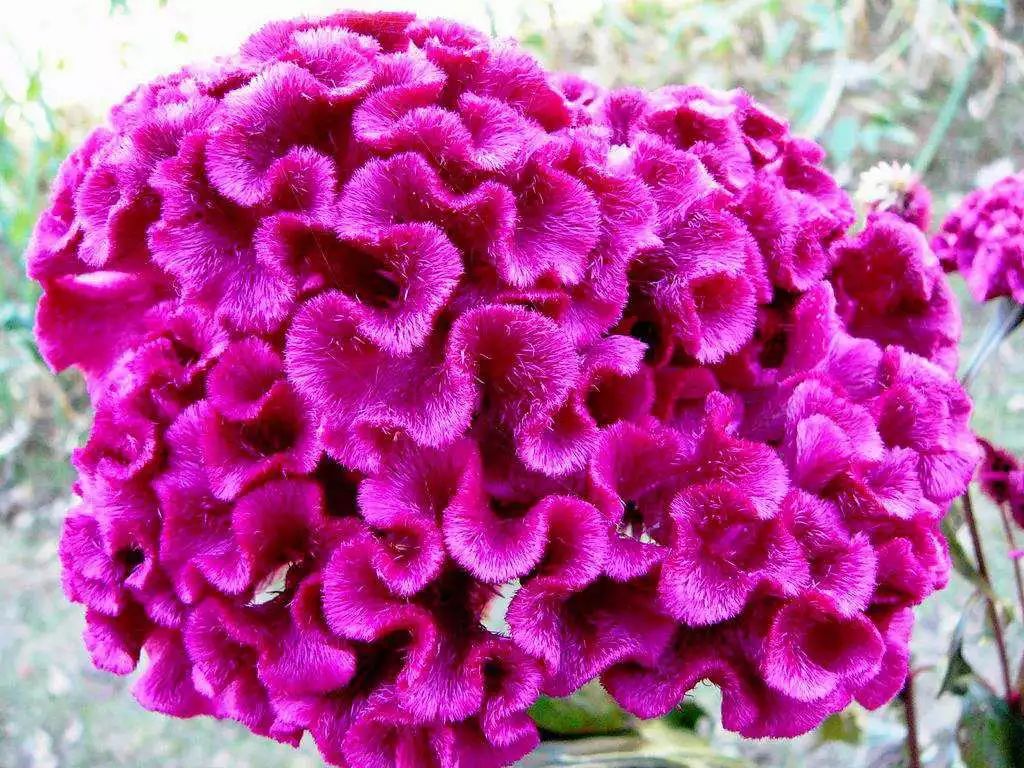 维密瘦身28天瘦15斤,维密塑形7天瘦7斤