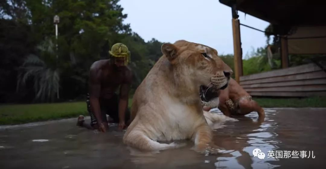 体重319公斤温柔巨兽 (319公斤的温柔巨兽)