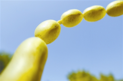 国槐花开满城香,国槐常绿