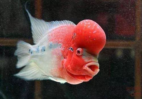 罗汉鱼不起头后期补救方法,18罗汉如何快速起头