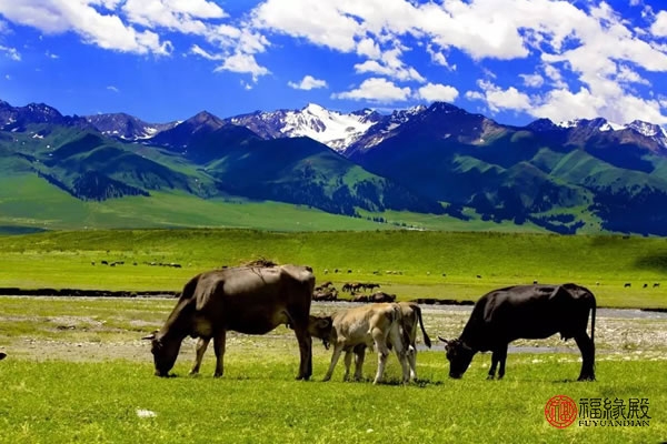 牛和狗的属相合不合怎么破解,牛和狗属相合不合