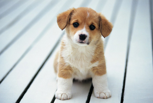 狗狗名字品种大全,狗狗名字大全大型犬