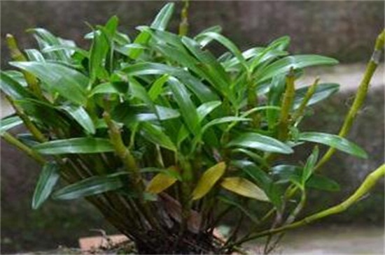 石斛兰开花时如何管理,石斛兰开败后怎么快速再开花