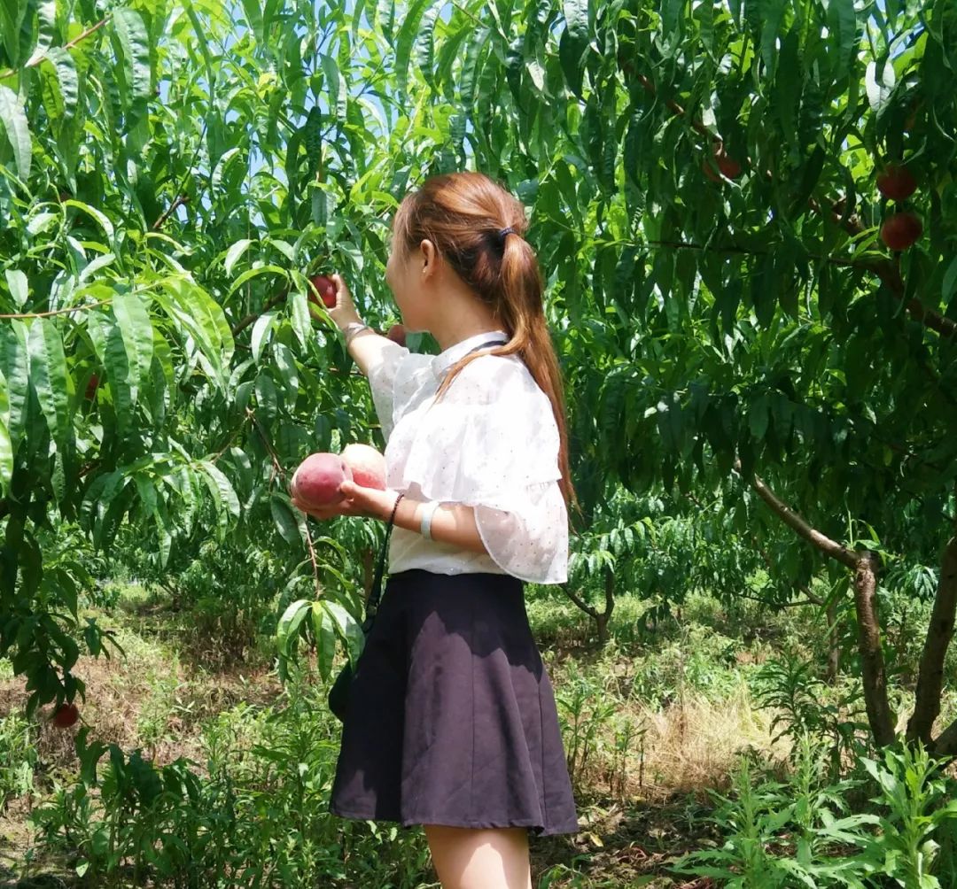 泌阳老品种桃子成熟了,息烽哪些地方桃子成熟了