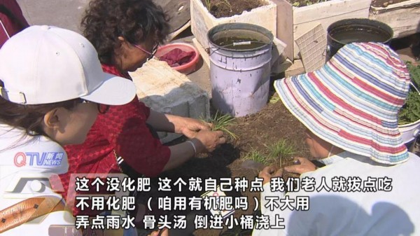 青岛这个居民楼顶变“开心农场”！近百个泡沫盒种了各种蔬菜