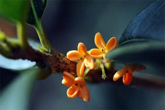 怎么区分桂花品种,紫桂花哪个品种好