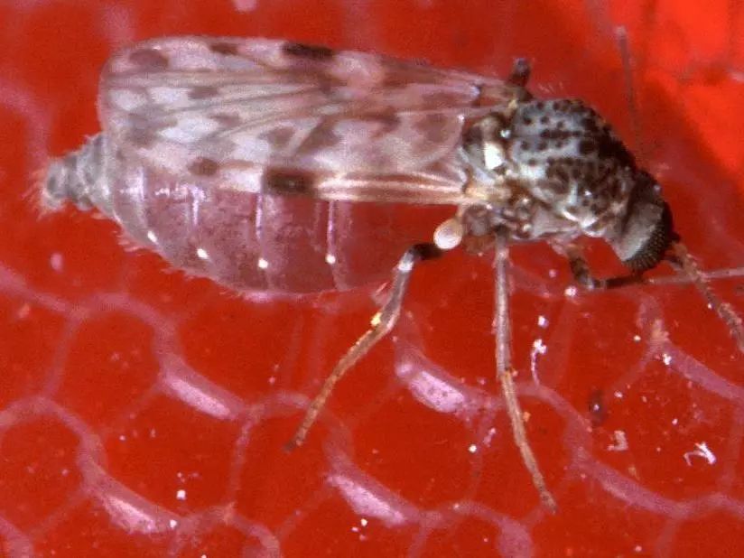 和隐翅虫差不多的黑色吸血虫,少见的吸血虫