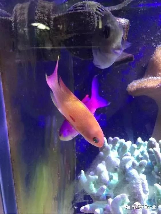 海金鱼状态不好怎么处理,草金鱼养着养着褪色了是怎么回事