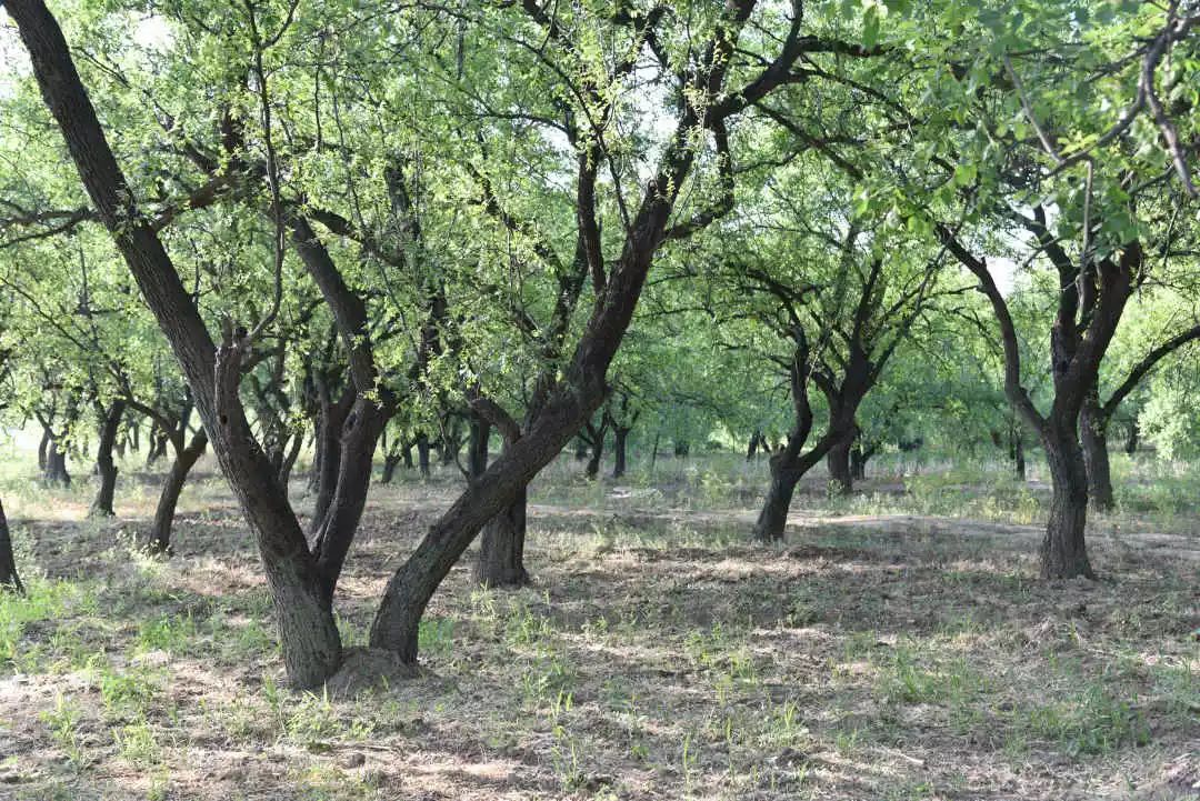 等你!认领相枣树,延续你与它的千年之约~