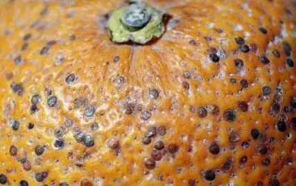 柑橘高温高湿有什么影响,柑橘夏季高温天气打药注意什么