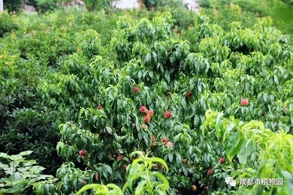 红桃子,红桃子成熟季节