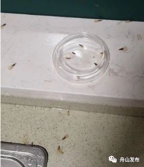 家里飞进白蚁寓意,家里飞入大量白蚁有什么预兆吗