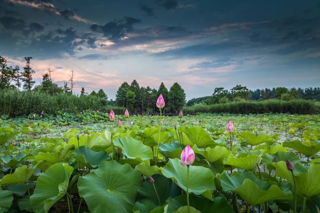 沙家浜风景区十一月免费门票,沙家浜景区双人门票