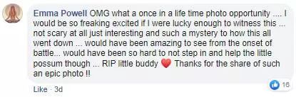 澳大利亚现巨型蜘蛛,澳大利亚巨型蜘蛛在哪出现