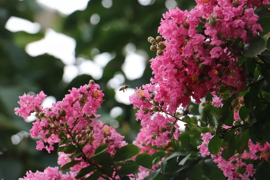 「人文宾川」古院沧桑，古树依然，这里的“花海”盛开在六月——李氏宗祠火把花