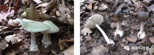 误食毒蘑菇的症状,误食毒蘑菇临床表现