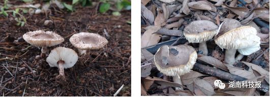 误食毒蘑菇的症状,误食毒蘑菇临床表现