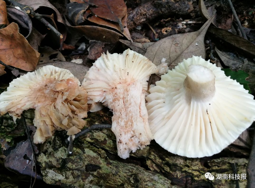误食毒蘑菇的症状,误食毒蘑菇临床表现