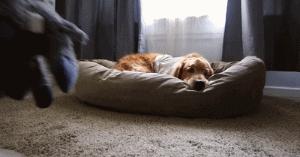 请不要点开音频,让人羡慕的金毛