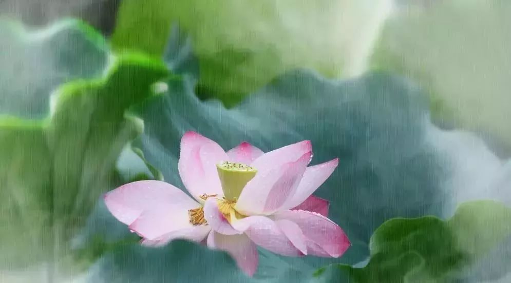 小荷已露尖尖角！陕西这5个清新荷塘雨中沁香，朦胧又诗意~