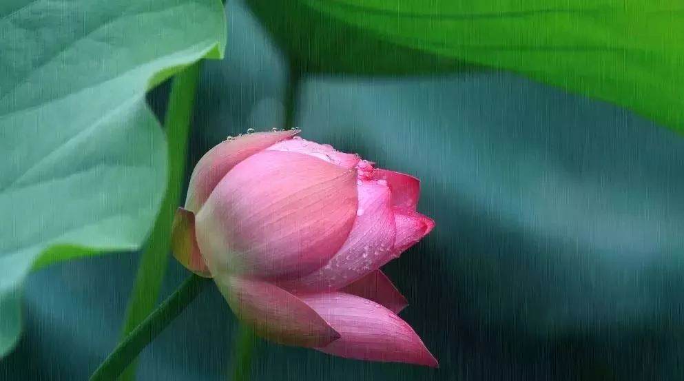 小荷已露尖尖角！陕西这5个清新荷塘雨中沁香，朦胧又诗意~